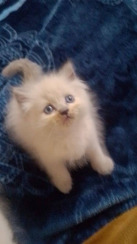 kittens 5