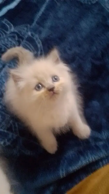 kittens — photo 6
