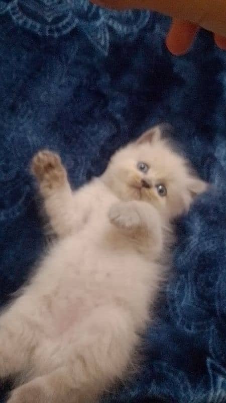 kittens 6