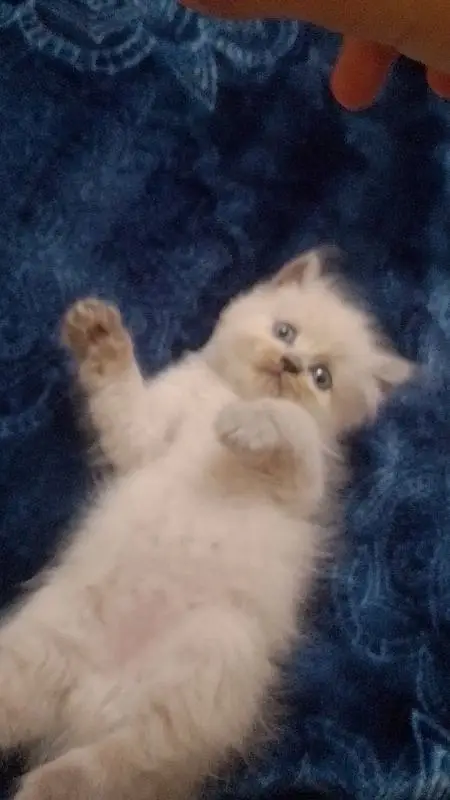 kittens — photo 7