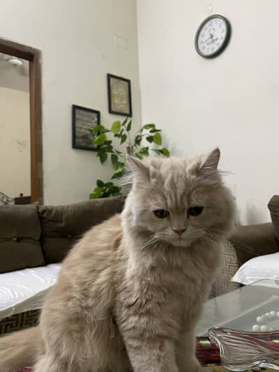 Persian kitten