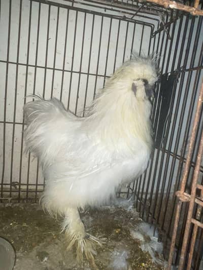 Silkie breeder murga 03104865790
