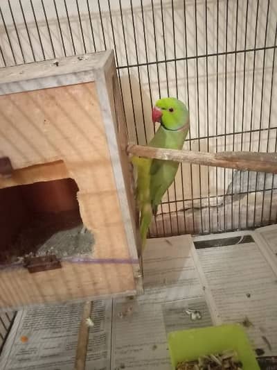 green male parrot