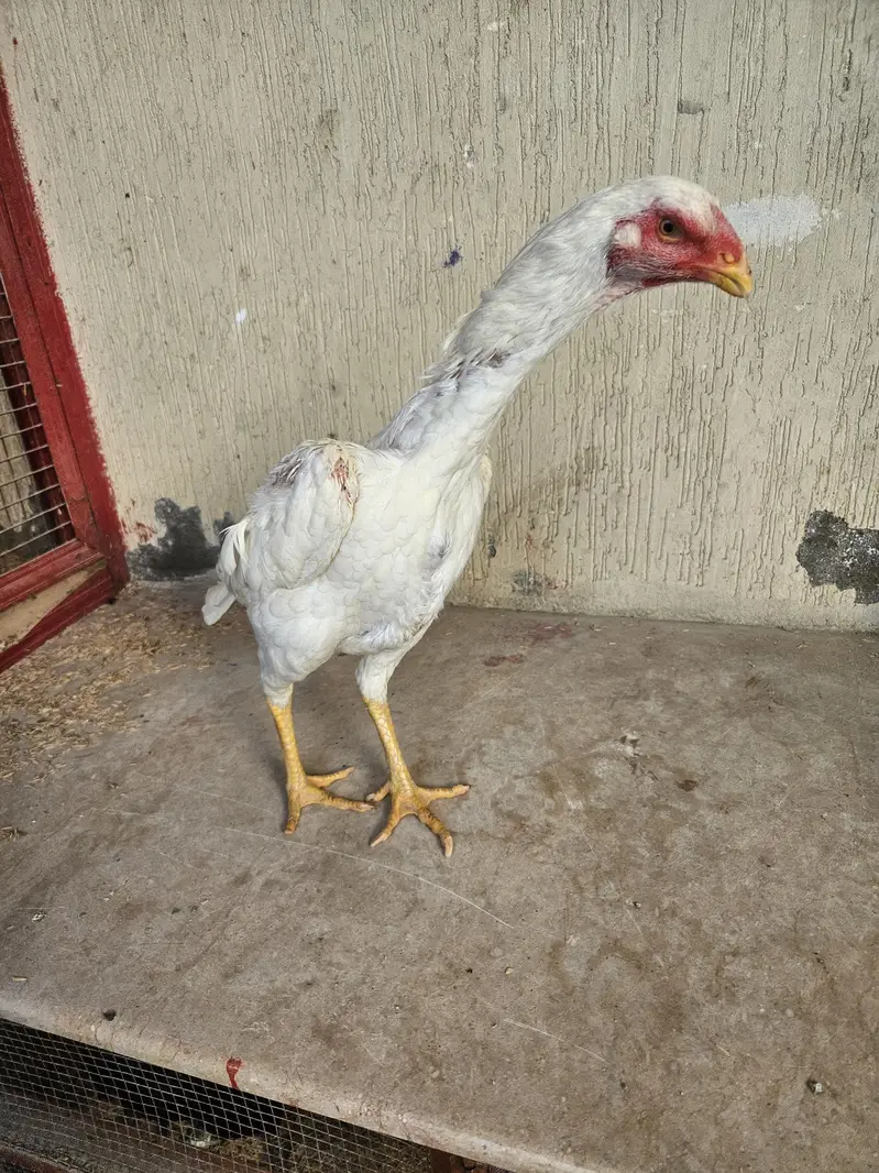 pure shamo birds — photo 5