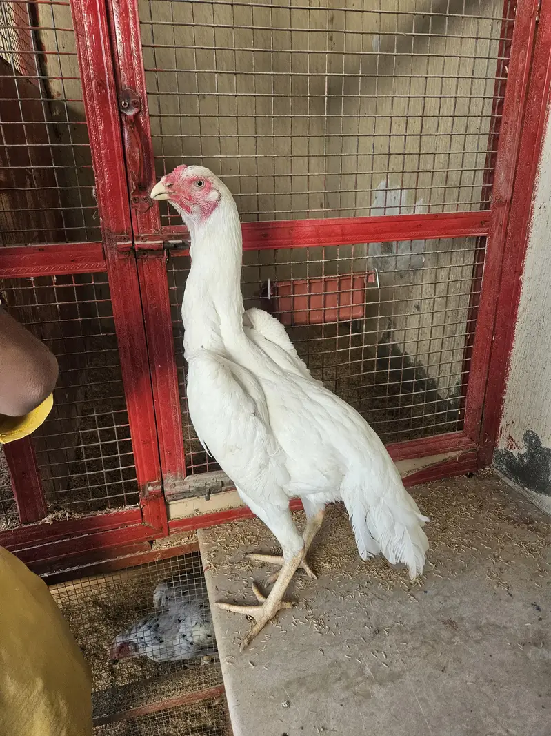 pure shamo birds — photo 6