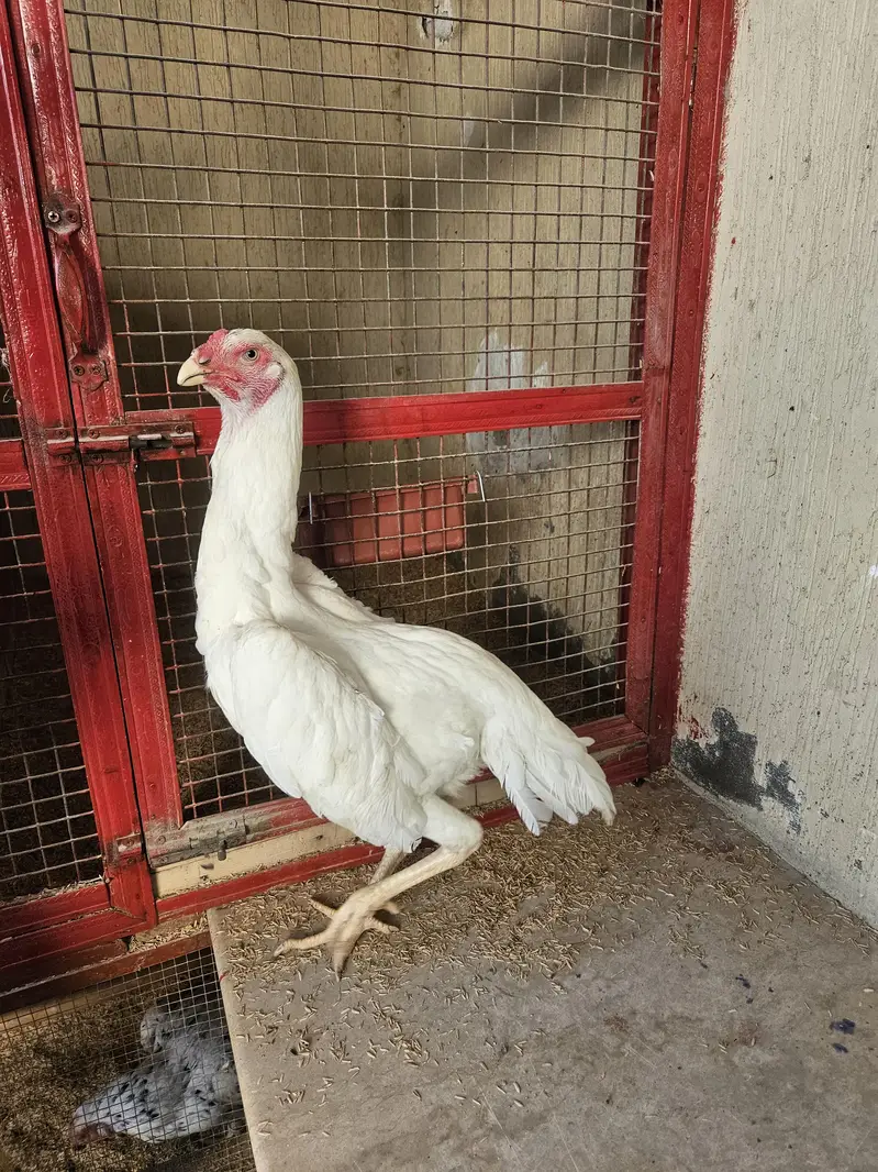 pure shamo birds — photo 7