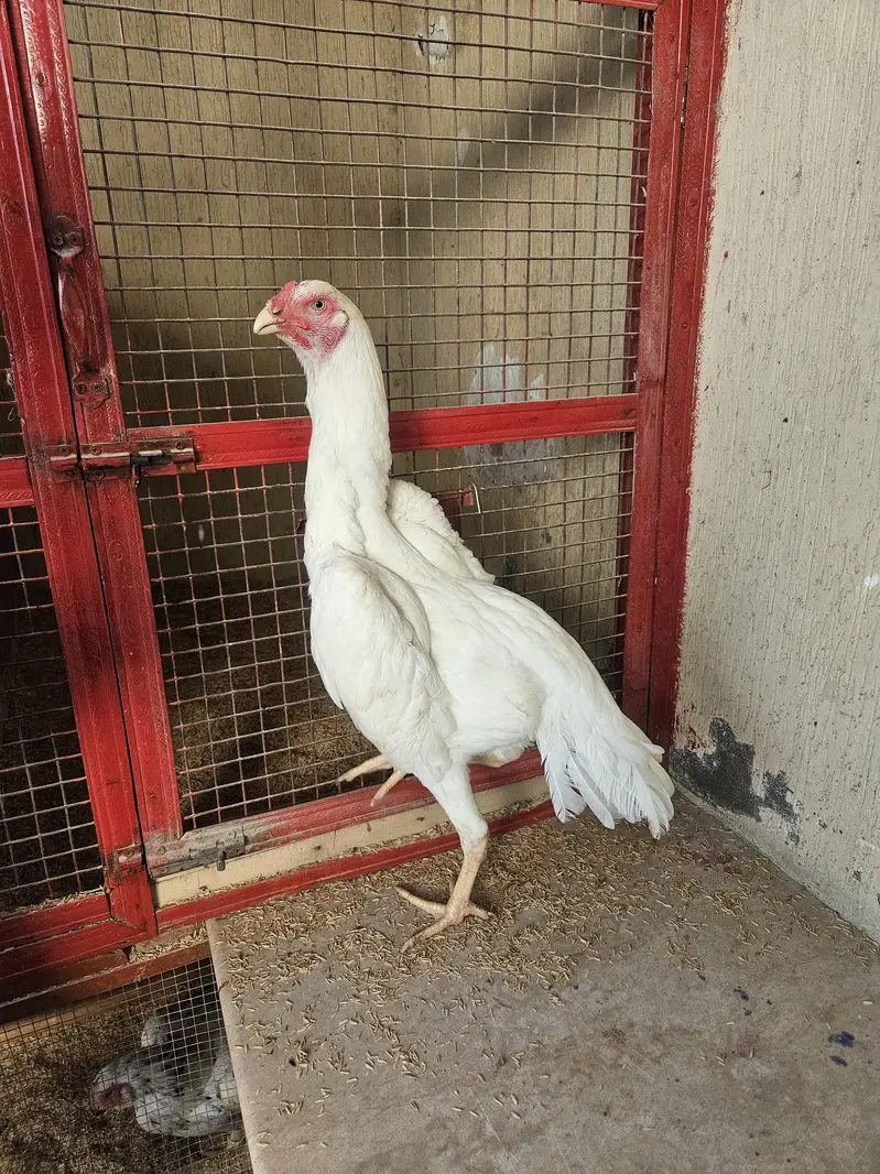 pure shamo birds — photo 8