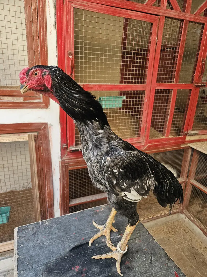 pure shamo birds — photo 9