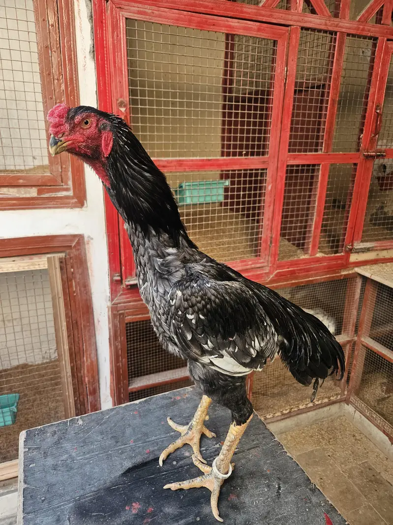 pure shamo birds — photo 10