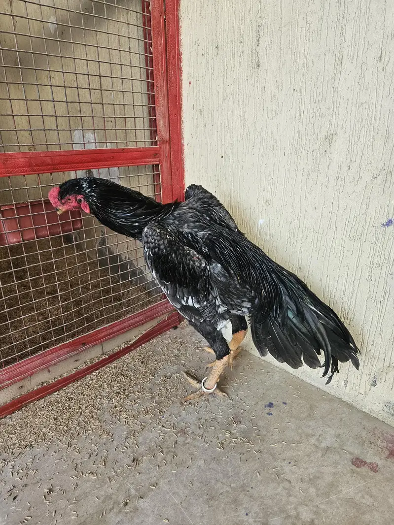 pure shamo birds — photo 11