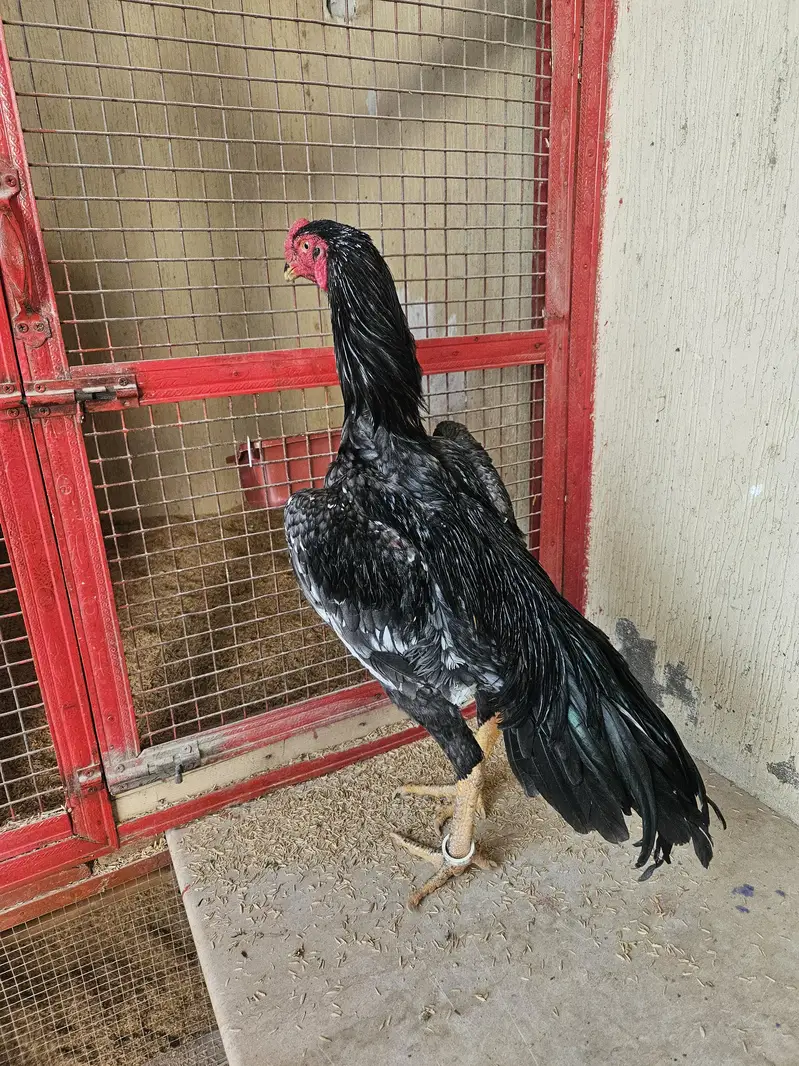 pure shamo birds — photo 12