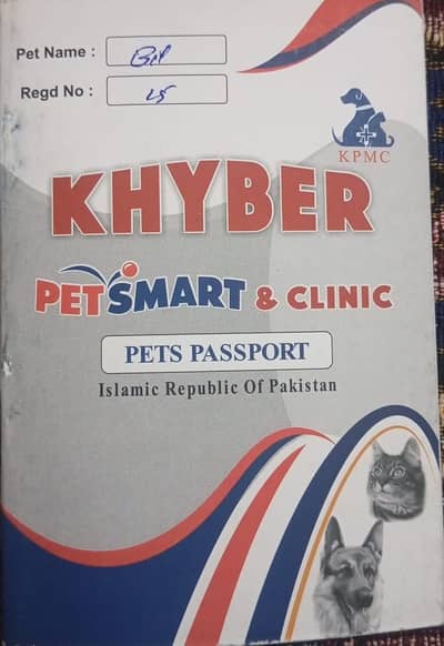Persion Female cats