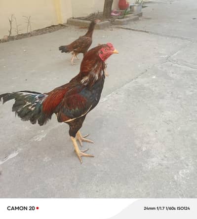 active and healthy murga for sale