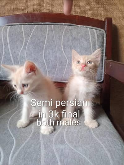 kittens in reasonable prices. Negotiable also