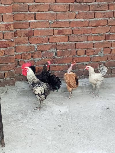 ghr ki Pali hoi murghi egg wali
