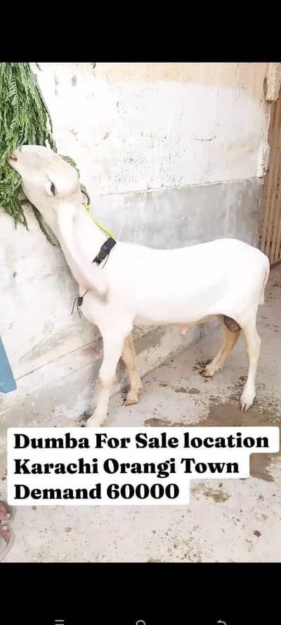 2 Bakre 1 Dumba For Sale hai location Karachi Orangi Town 2027 Shuk