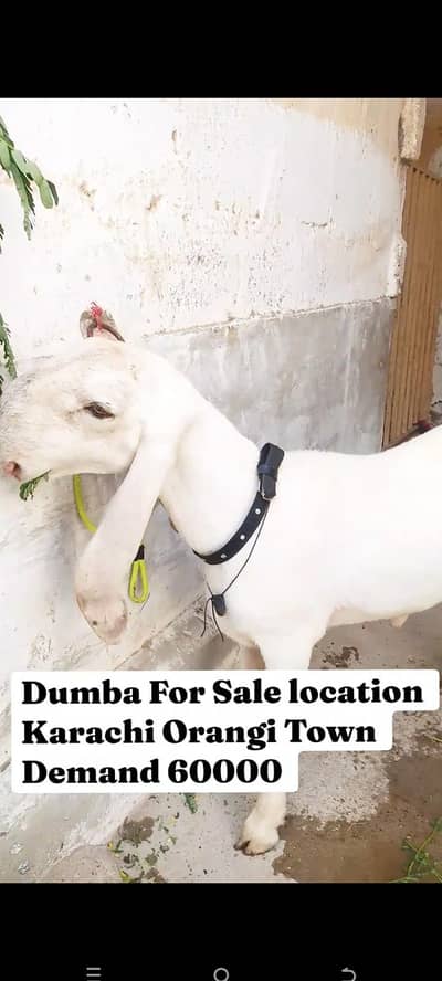 2 Bakre 1 Dumba For Sale hai location Karachi Orangi Town 2027 Shuk