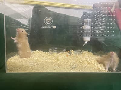 2 hamster 1 male 1 female is pregnant  with cage food. Water bottle