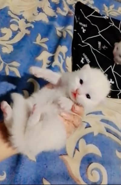 Persian kittens