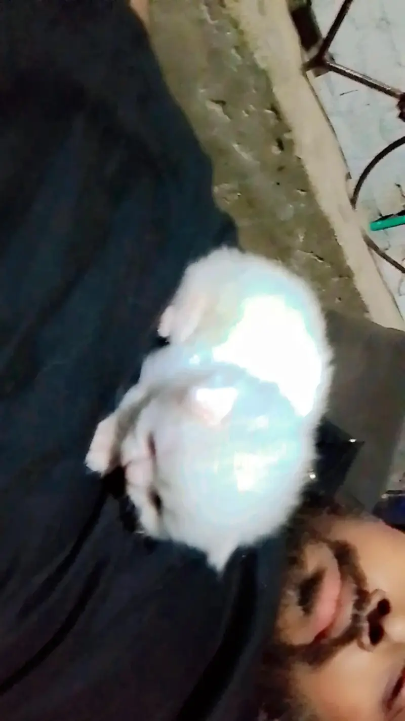 Persian kittens — photo 3