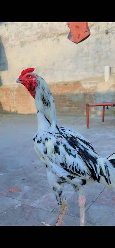 Aseel pair for sale quality