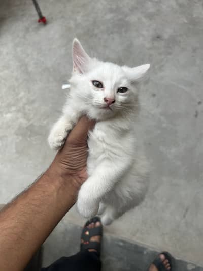 House cats