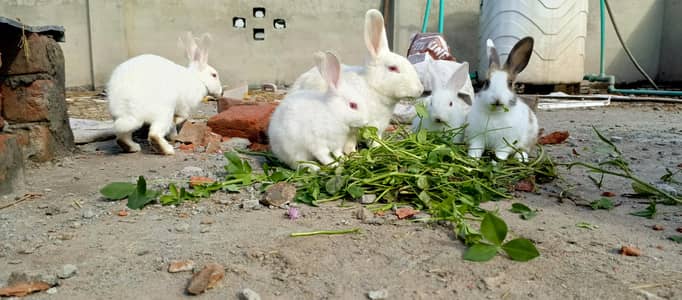 rabbit