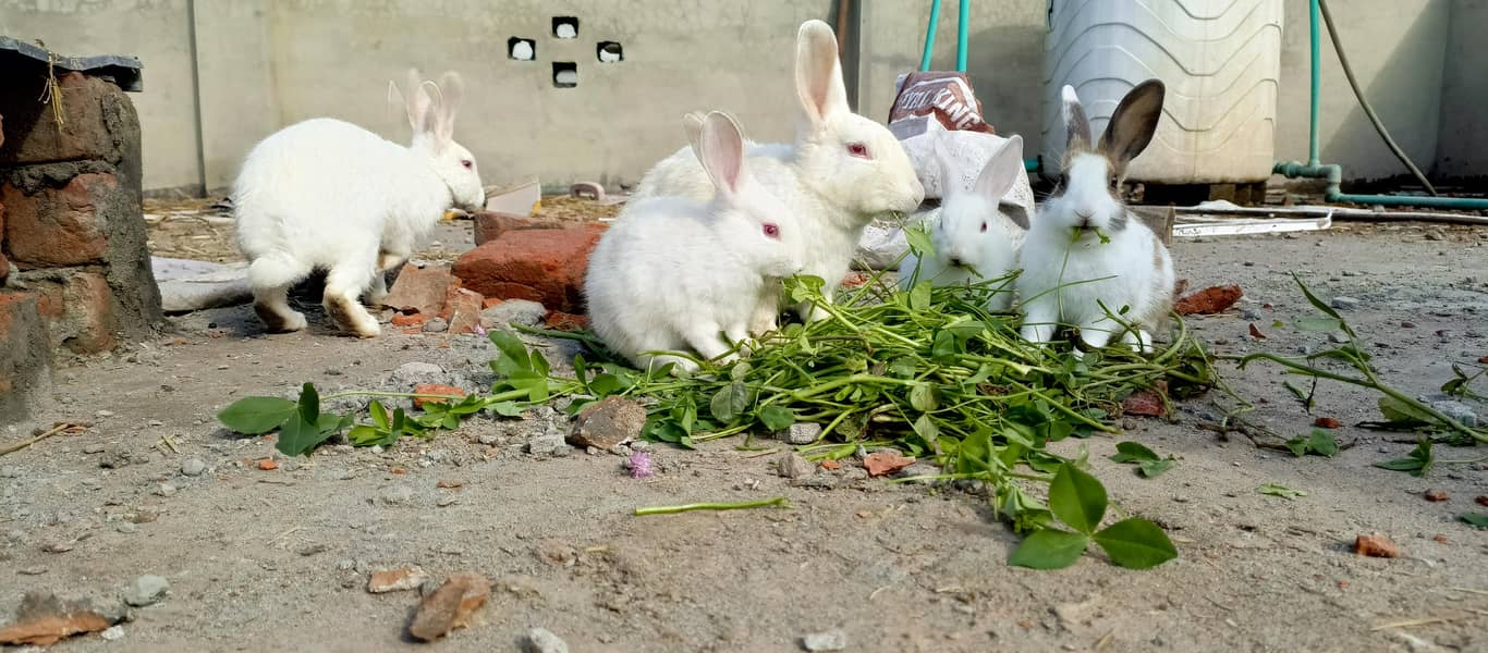 rabbit 0