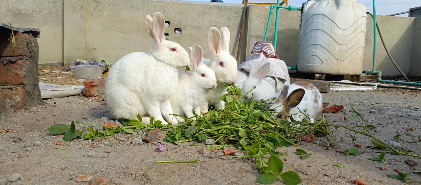 rabbit 1