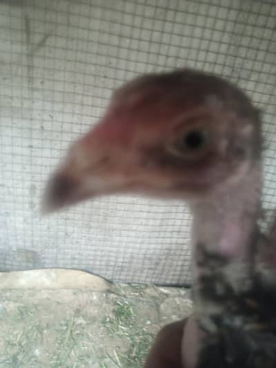aseel mianwali chicks available for sale
