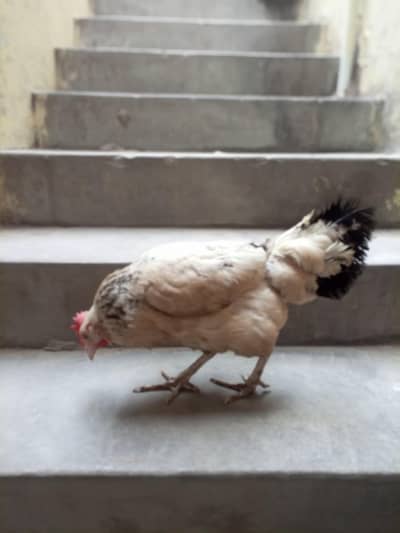 misri murgi eggs wale