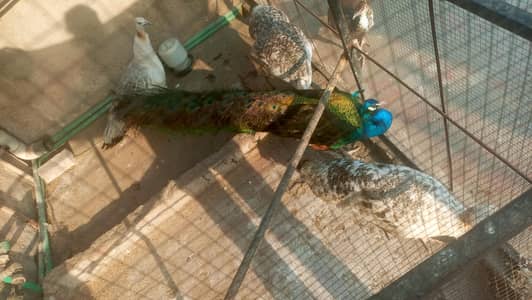 Adult Peacocks