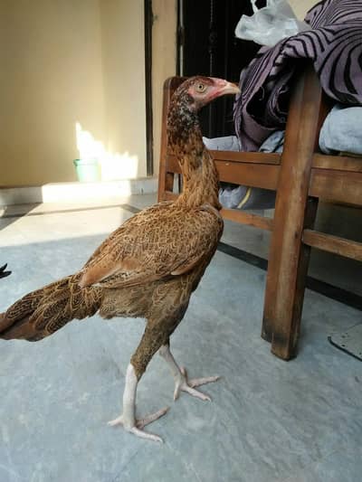 peli madi long height 03270101713