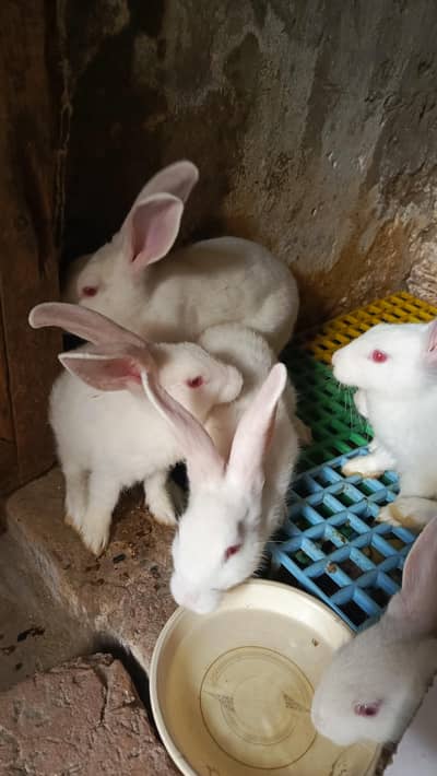 NEWZILAND WHITE RABBIT