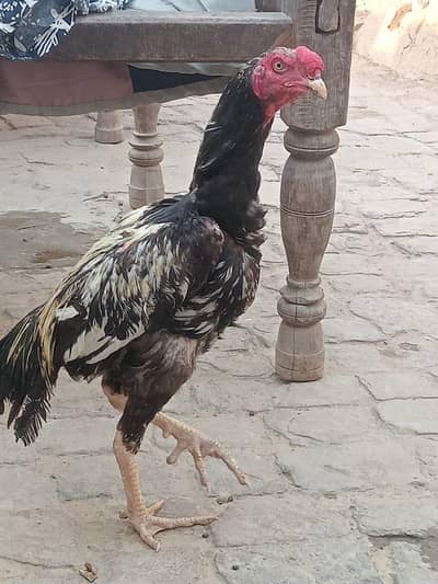 Thai krace Aseel morga