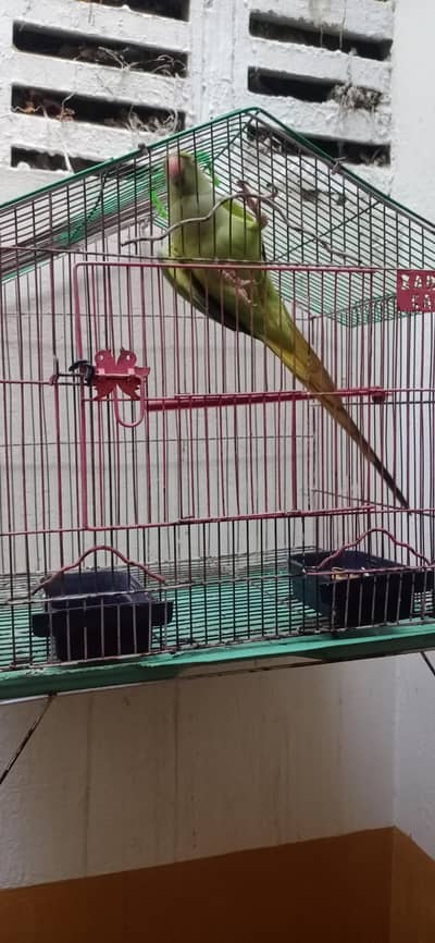 green parrot
