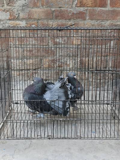 All peagons for sale