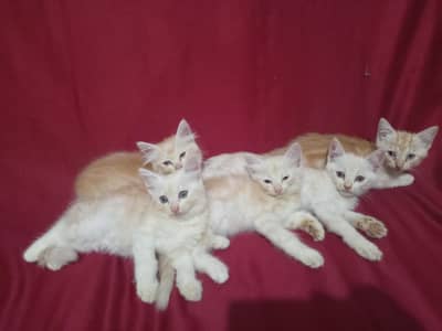persian kittens Mix breed Kittens Persian cat was doll face