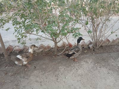 ducks pair for sale