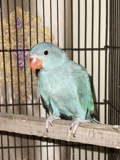 Parrot