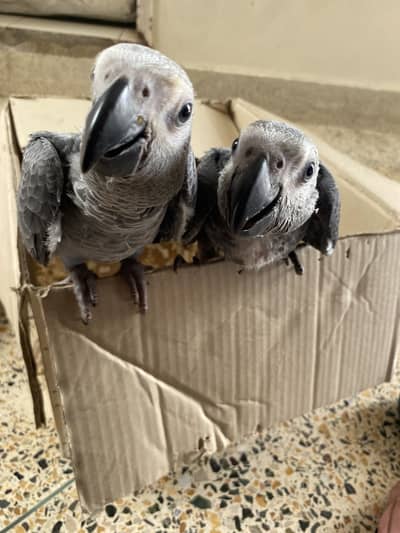 African grey parrot