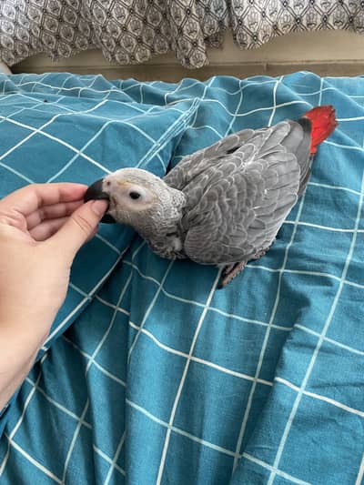African grey parrot