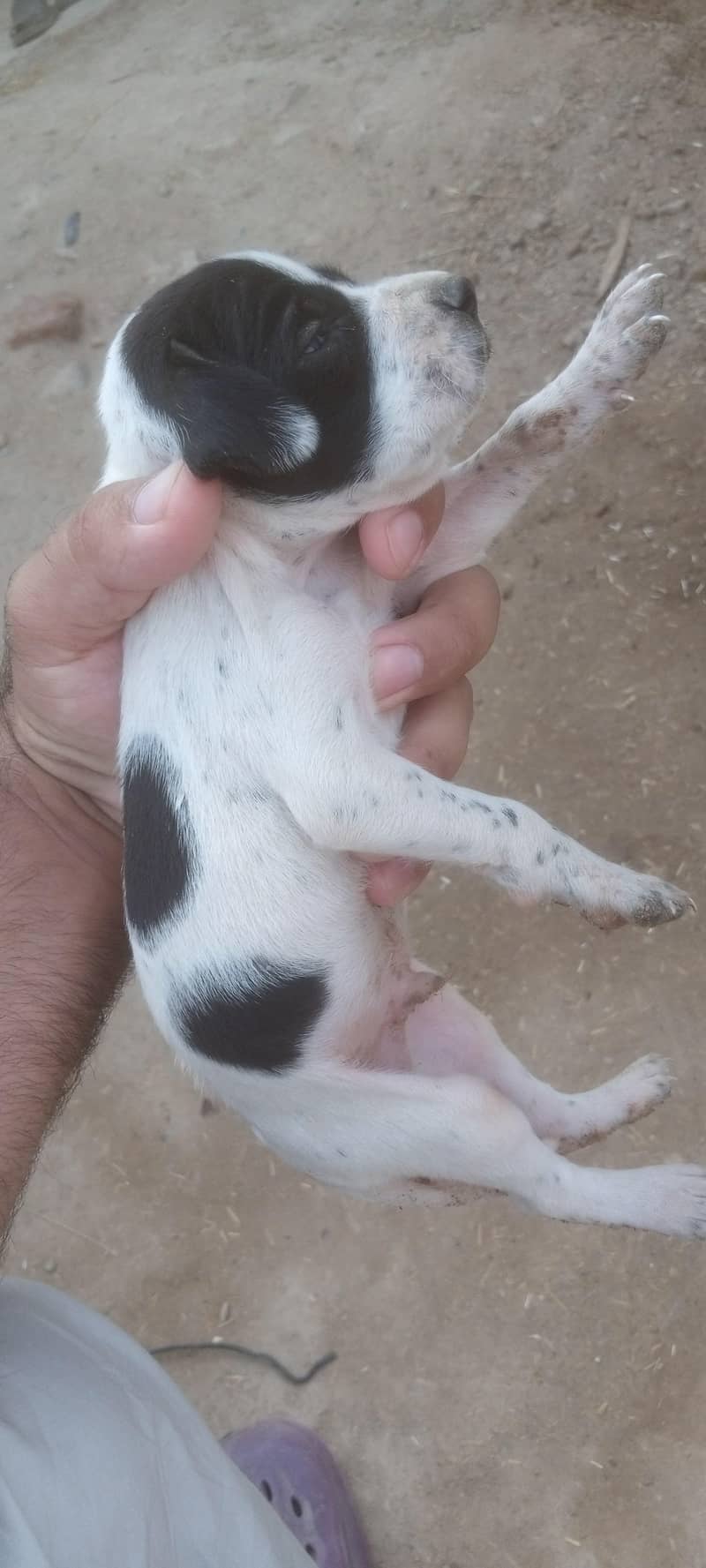 English pointer 1