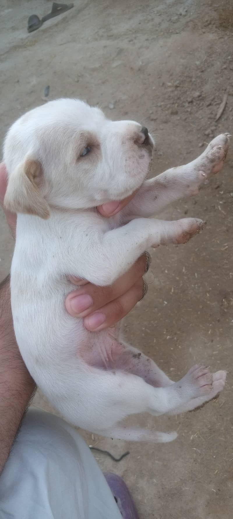 English pointer 2
