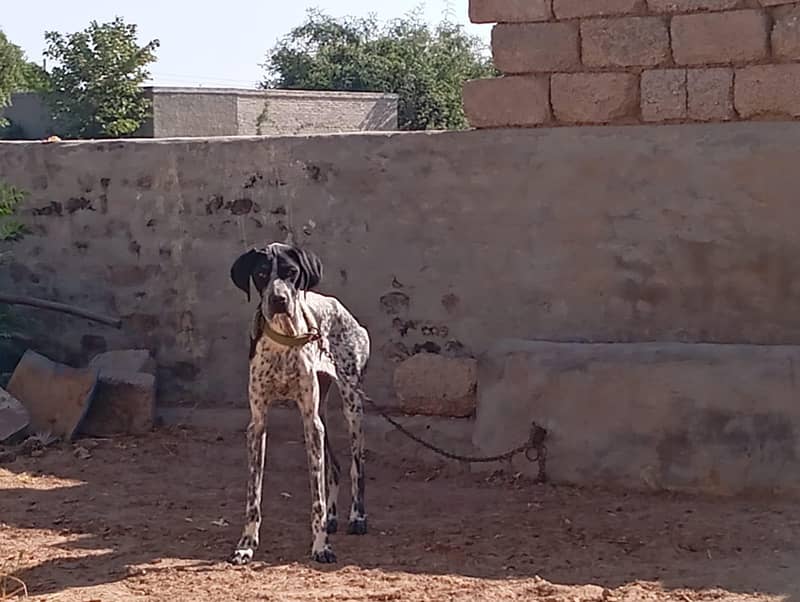 English pointer 4