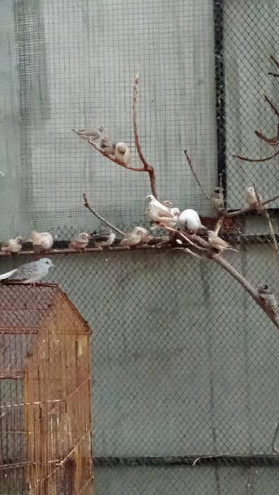 zebra finches pairs available