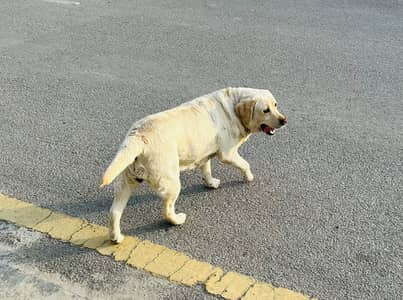Labrador Female