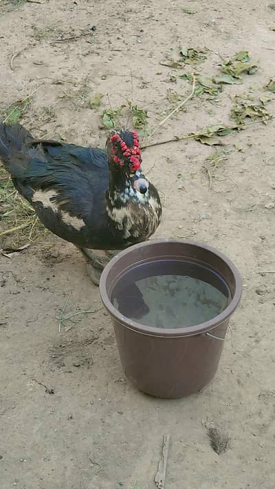 rasian ducks