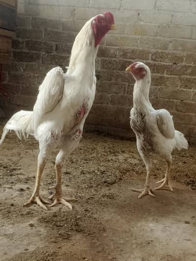 white Jarman shamo