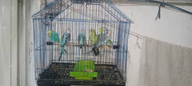 Australian 1 breeder pair 6 piece patha cage urgent for sale